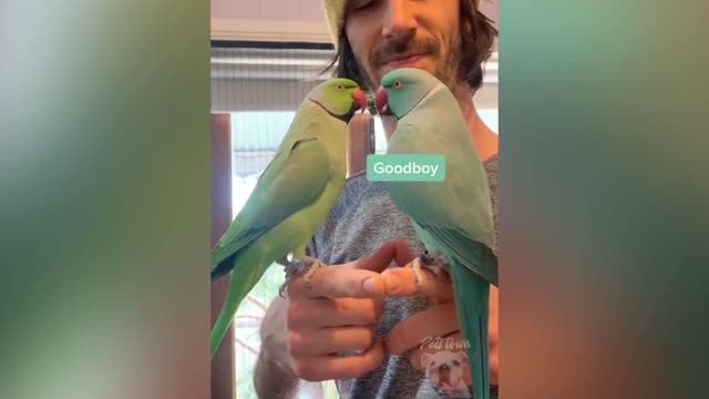 cute parrot | cute birds | parrot kiss