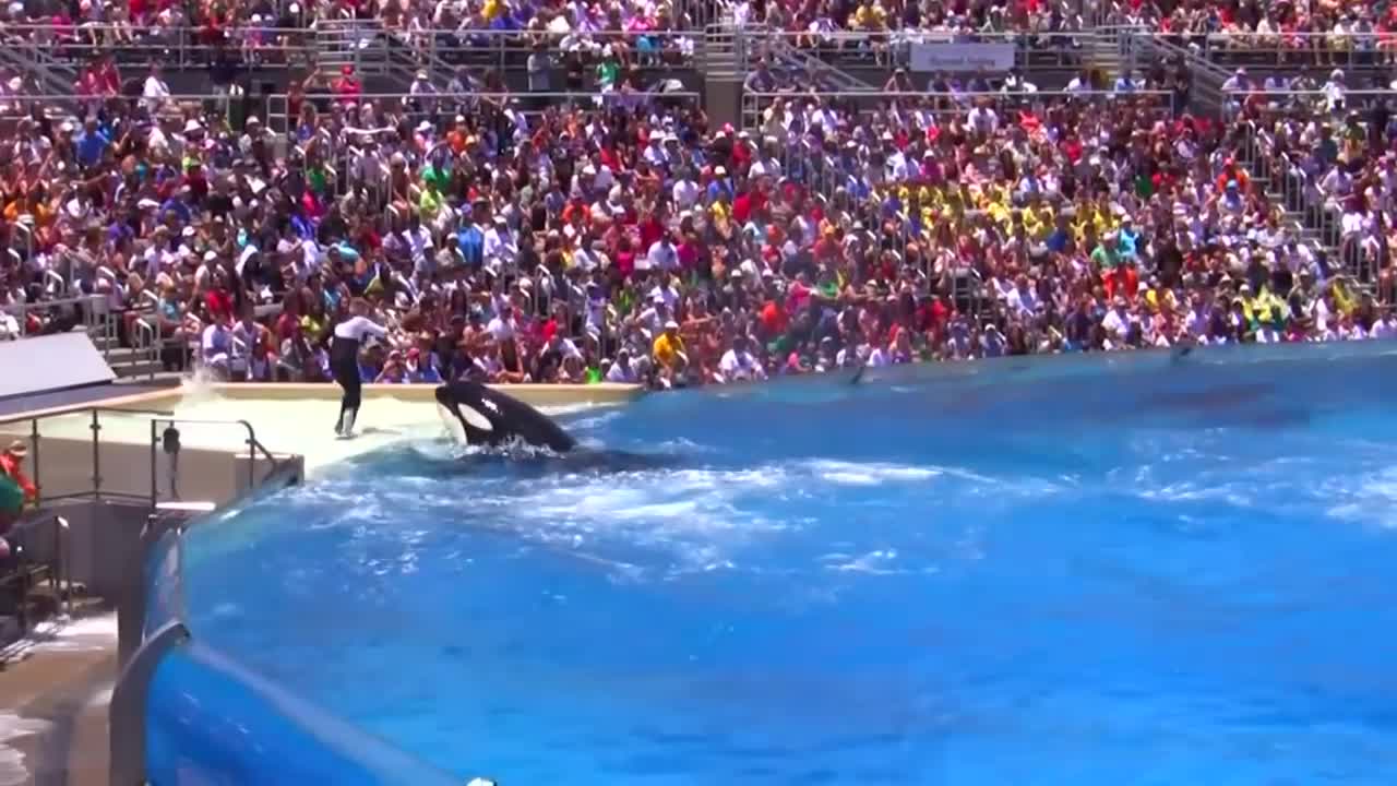 Seaworld SHAMU Killer Whale Show