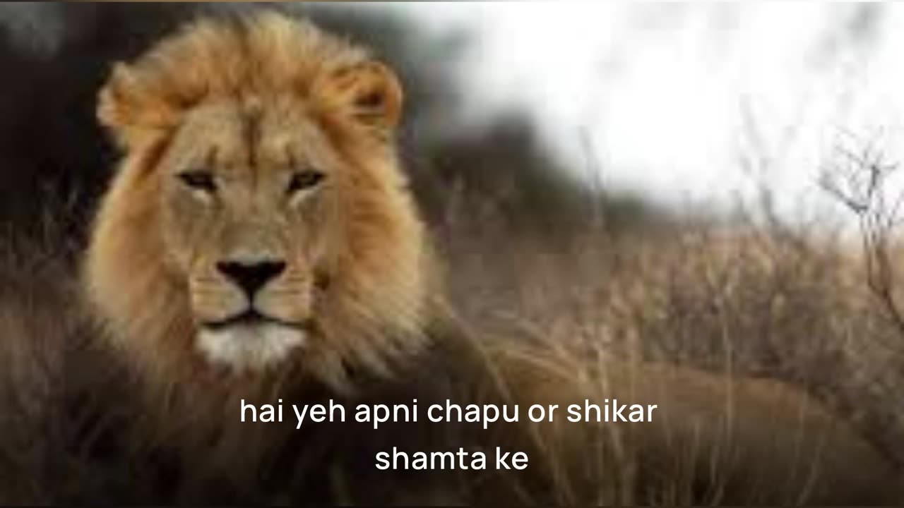 Lions