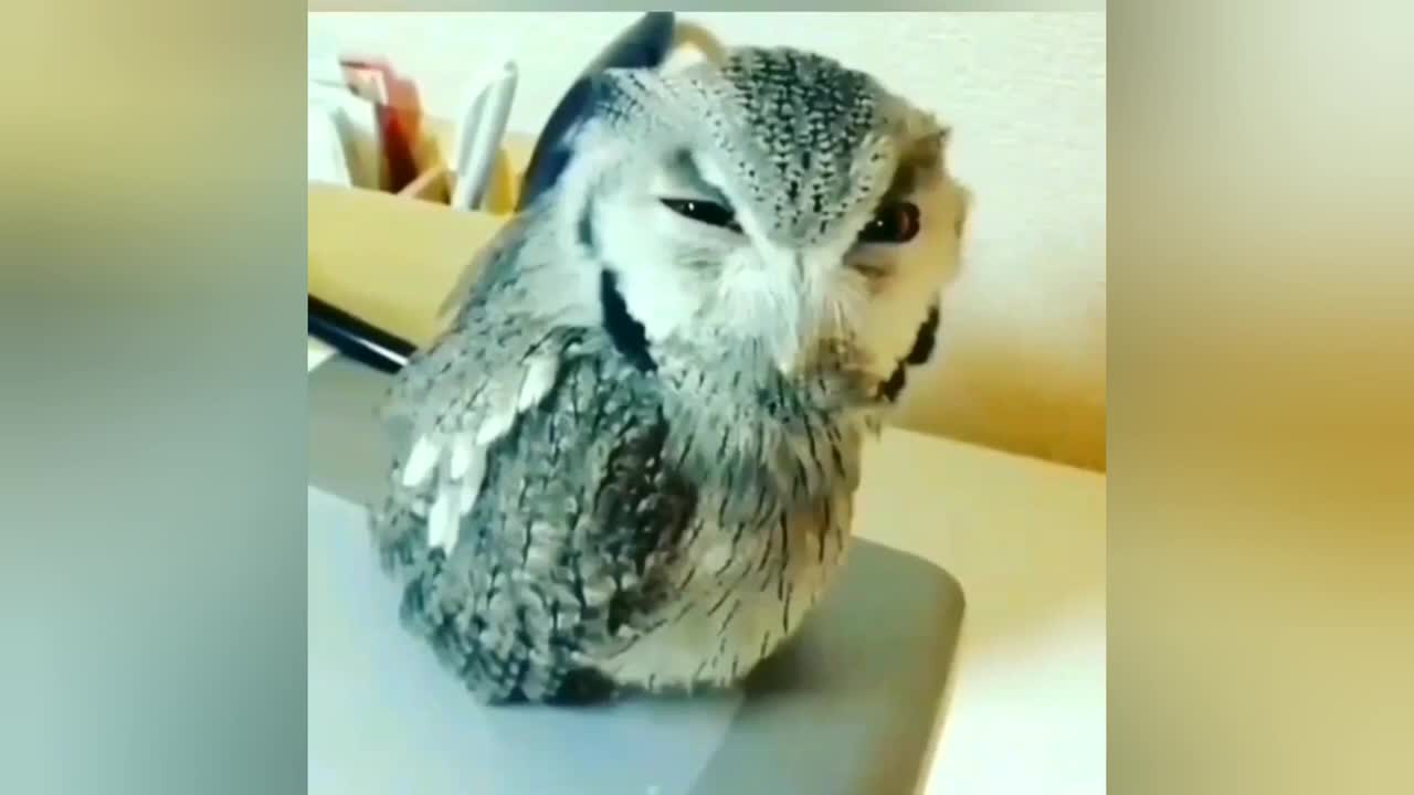 TOP 50 MOST FUNNY ANIMAL VIDEOS - TRY NOT TO LAUGH!