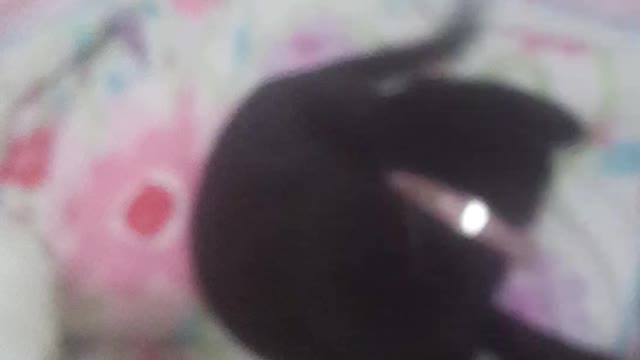 Dumb dog