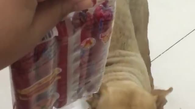 Stray Dog lost leg rescued