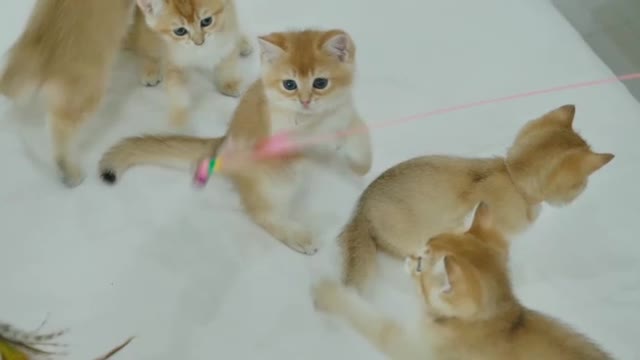 cat who loves jogging and music