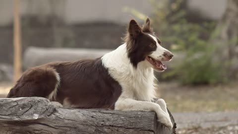 Dog sitting on log