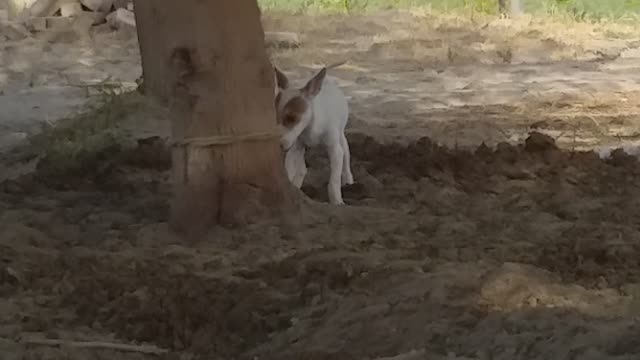 My dog help me to open a rope from a tree