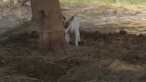 My dog help me to open a rope from a tree