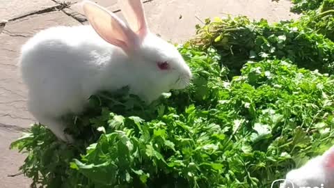 Rabbits eating coriander leaves