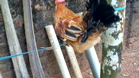 A rooster dancing on a rope