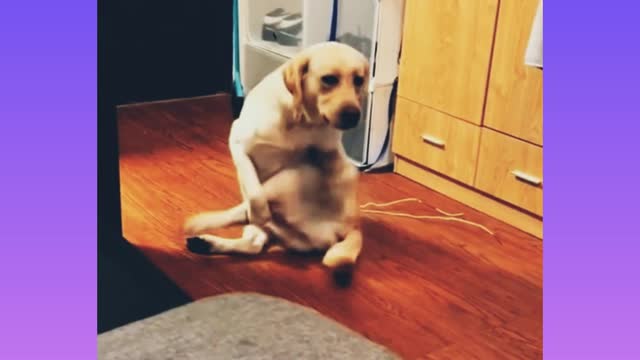 What's The Dog Looking For And Where's His Owner? | Viral Dog