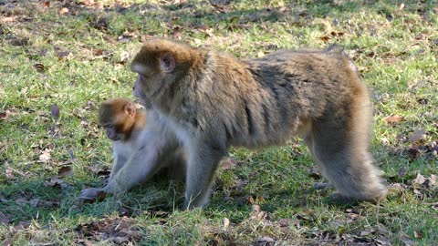 Animals are spiritual like humans