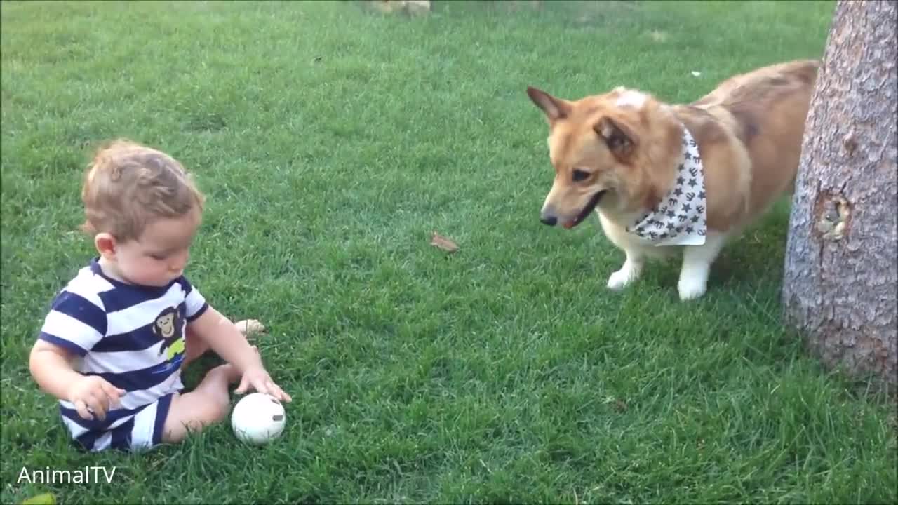 pembroke welsh corgi: Try not to Laugh!