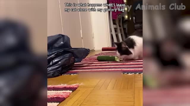 Funny cat and dog video s