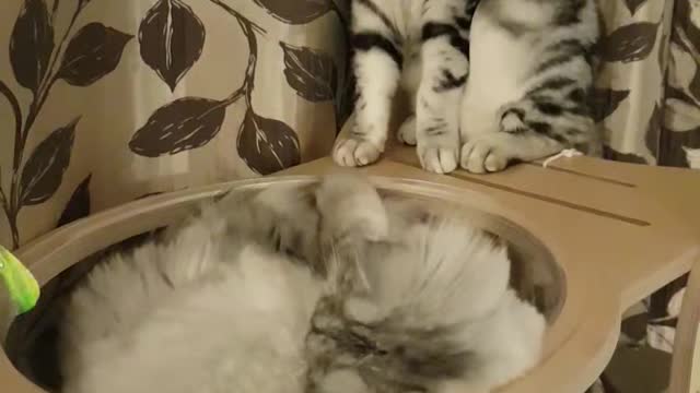 Two cute cats playing with toys