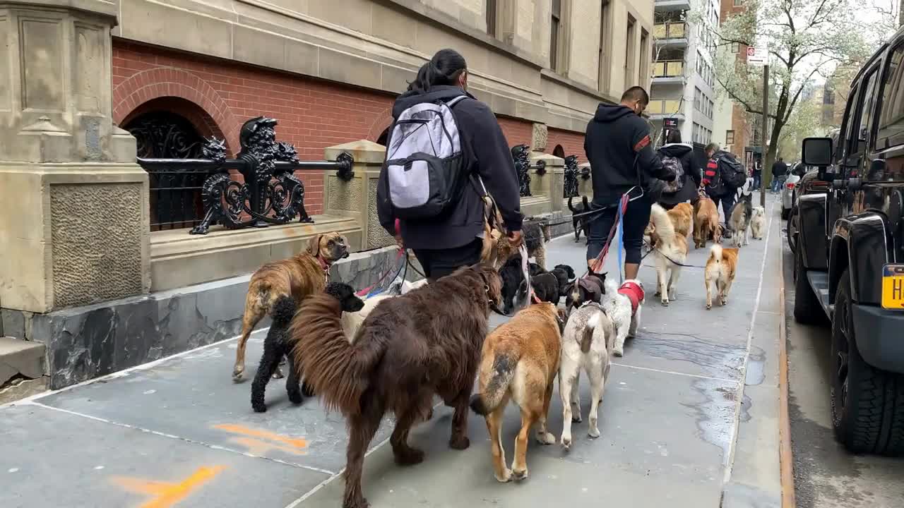 Dogwalkers lead large packs of dogs of many breeds in New York City