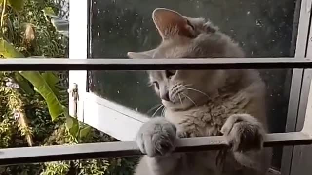 Naughty cat tries to sneak through the window