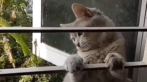 Naughty cat tries to sneak through the window