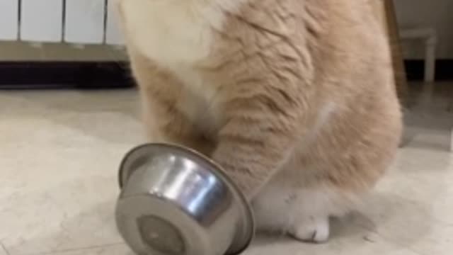 Clever cat plays with food bowl to ask for dinner