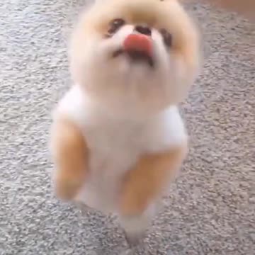 Cute puppy animal beautiful animals
