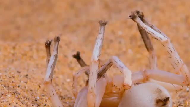 Little lizard dancing in the desert
