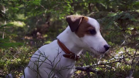 This Adorable Little Puppy Loves Playing Around At The Wood!