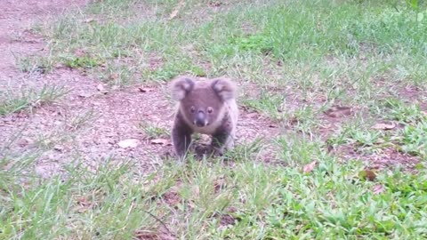 Koala baby rescue-5