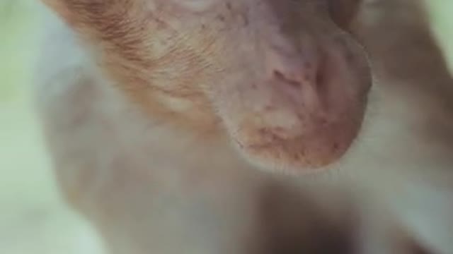 Close up Video Footage Of A Monkey