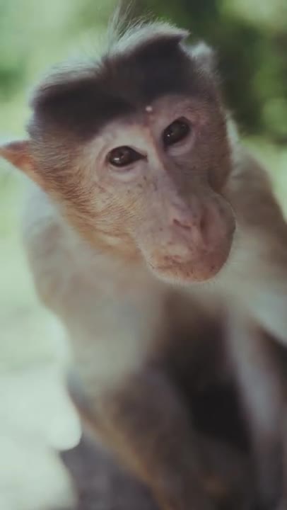 Close up Video Footage Of A Monkey