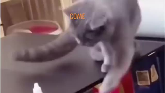 Funny Cat Video / Funny video / Funny Animals