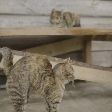 my cat like dog | big dog