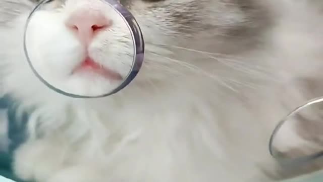 Do you want to have a cat like this all the time?