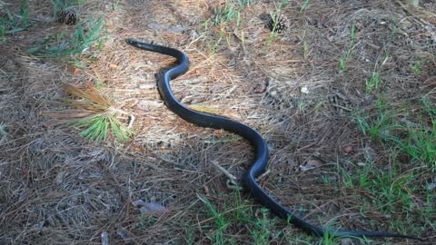 The eastern indigo snake