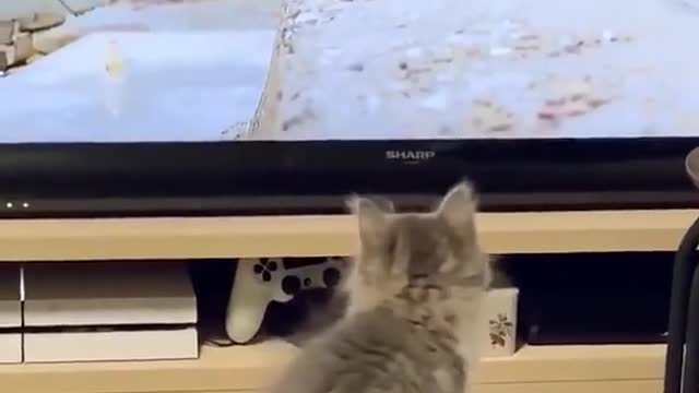 Cats want to enter the world of television