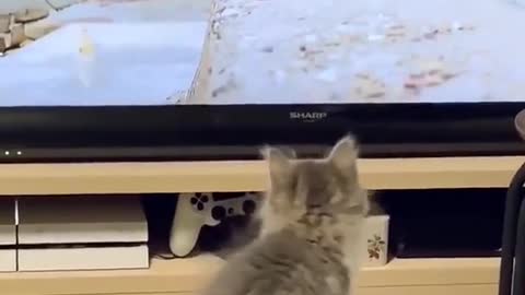 Cats want to enter the world of television