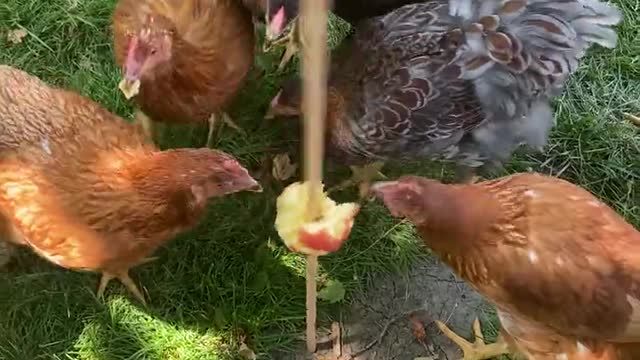 How apple fed hens