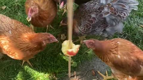 How apple fed hens