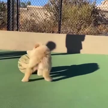 Cute dog playing with ball