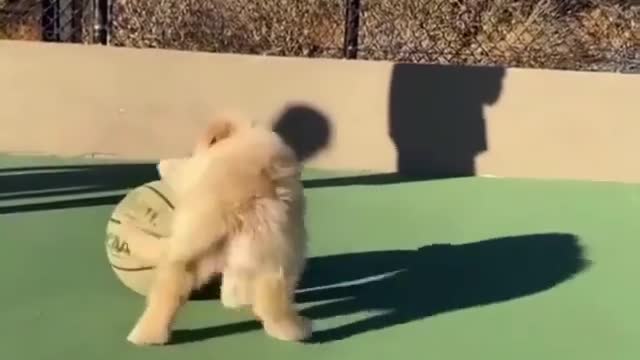 Cute dog playing with ball