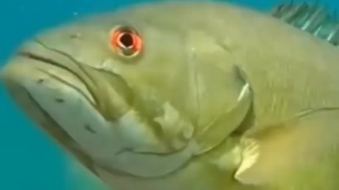 This is a beautiful and charming water-dwelling species