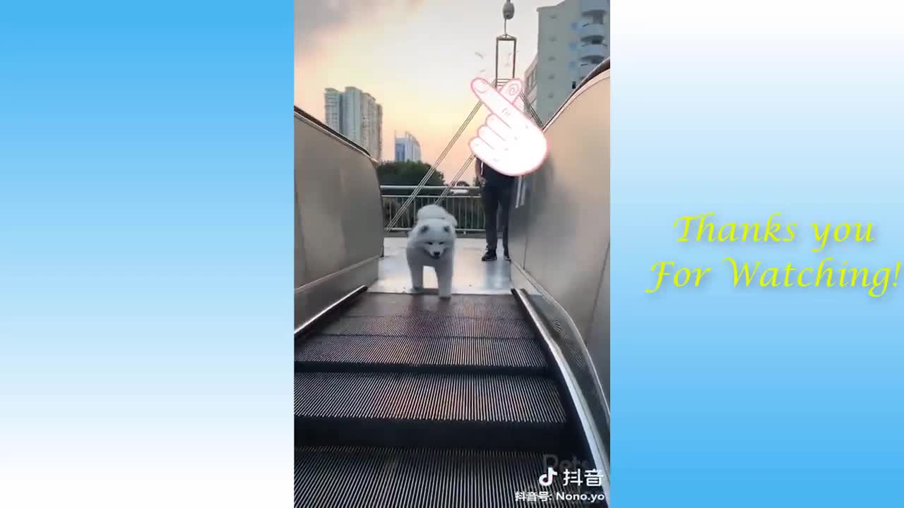 FUNNY ANIMAL VIDEOS