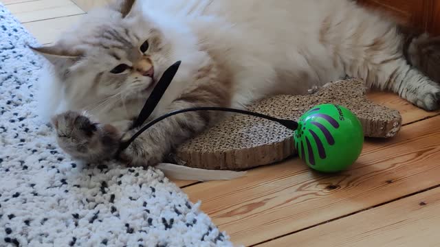 Feather Toy Learns Not To Mess With A Cat