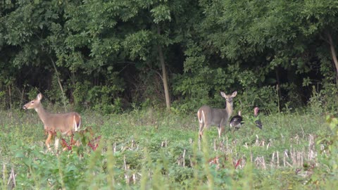 Deer and turkey in farmland