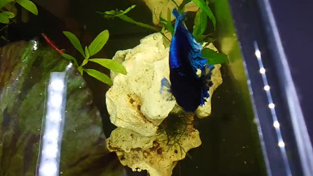 Feeding Klaus, my half-moon butterfly Betta