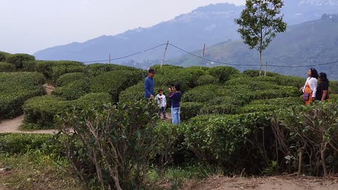 Darjeeling tea garden | Darjeeling| tea garden | Tea garden darjeeling |Darjeelingtea