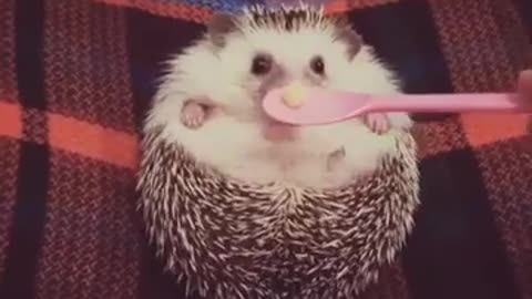 Cute Hedgehog Wants the Food