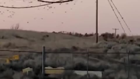 Birds go snap crackle pop!