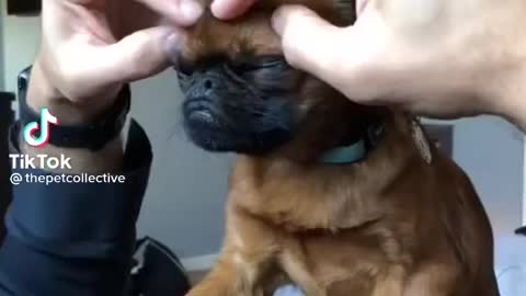 Little Puppy loves head scratches