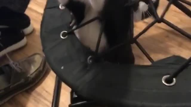 Collab copyright protection - cat protects black mesh chair