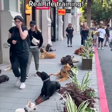 Amazing 12+ Dog Down Say OFF LEASH!