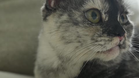 Close up view of a cat looking around