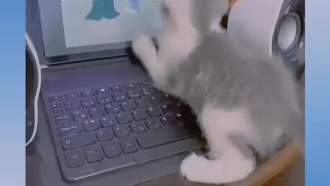 Funny Cats enjoying videos 😺